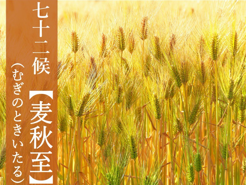 七十二候「麦秋至」　麦の収穫期は実は初夏