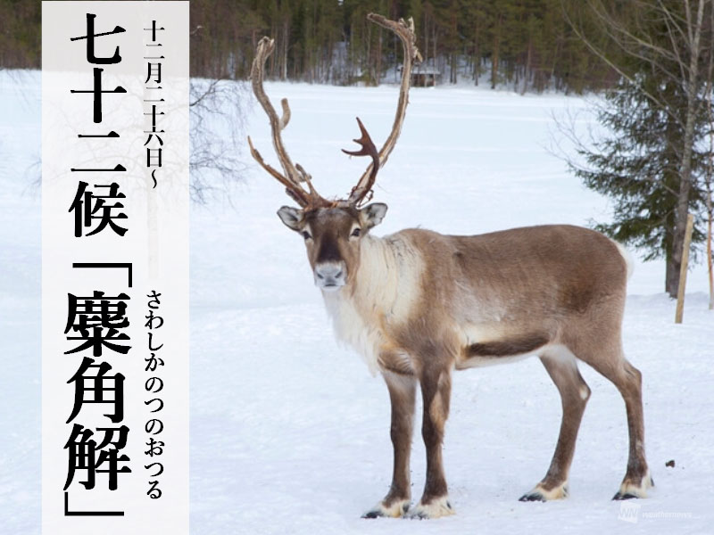 七十二候「麋角解」 シカとは少し違うトナカイの特徴｜Infoseekニュース