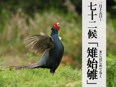 七十二候【雉始雊】 日本の国鳥である雉(きじ)の強さ｜Infoseek