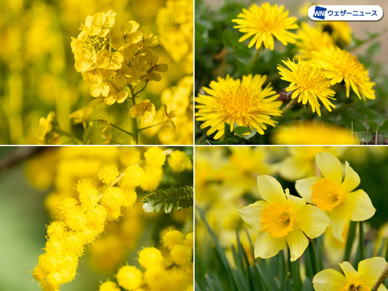 なぜ 春には黄色い花が多いのか 記事詳細 Infoseekニュース