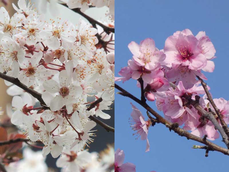桜とよく似たこの花の名前 知っていますか 記事詳細 Infoseekニュース