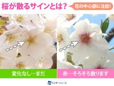 桜が散るサインは花の中心の色が 赤 見極め方を解説 記事詳細 Infoseekニュース