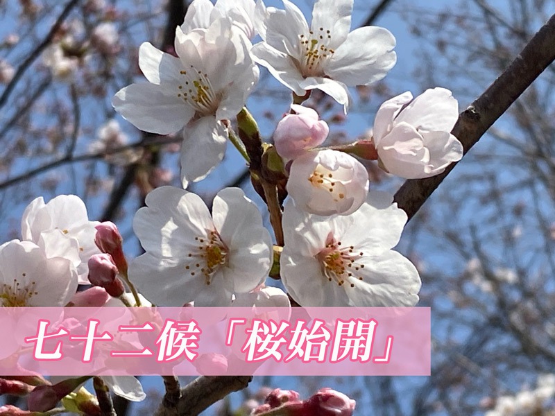 七十二候「桜始開」 ソメイヨシノ以外の桜、いくつ思い浮かびますか 