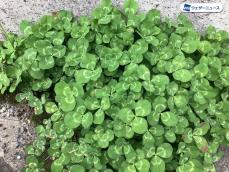 人通りが鍵 四つ葉のクローバーの見つけ方｜Infoseekニュース