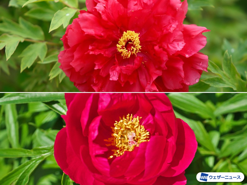 これからの季節を彩る名花 牡丹と芍薬の見分け方 記事詳細 Infoseekニュース