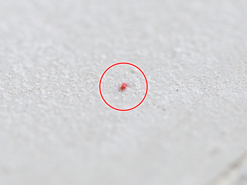 5月によく見かける「小さな赤い虫」正体は「タカラダニ」って知ってた？