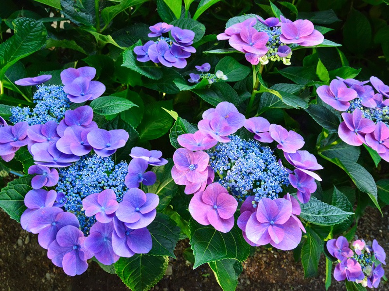 紫陽花の“花”はどこ？意外と知らない豆知識｜Infoseekニュース