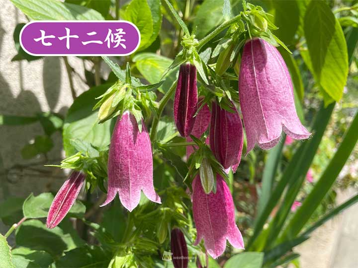 七十二候 腐草為蛍 見頃の花 ホタルブクロ をご紹介 記事詳細 Infoseekニュース