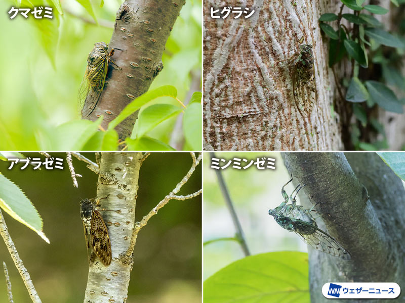 朝から晩まで鳴き続けるセミも!? 種類によって違うセミの鳴く時期や時間帯