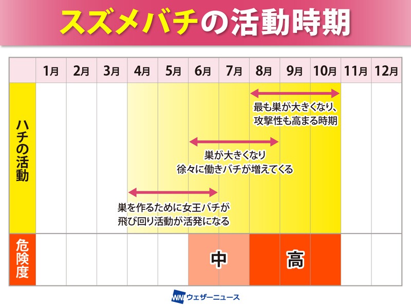 秋はスズメバチが攻撃的に　刺されないための行動のポイント