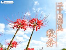 二十四節気「秋分」 秋分に咲く花は、地獄の花？ 天界の花？