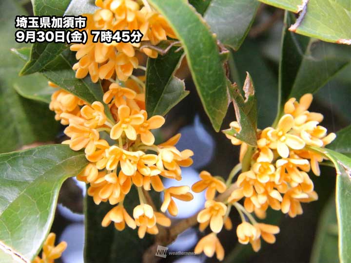 関東でキンモクセイの開花が進む　秋の香りが漂う