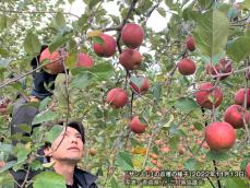 りんごの季節到来！ 今シーズンの出来栄え、オススメ品種、価格動向は？