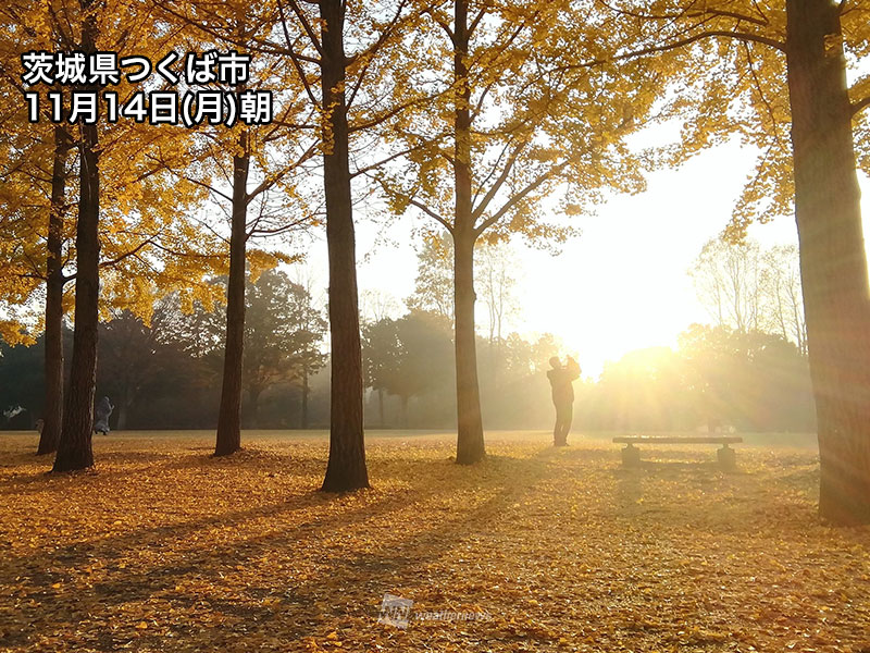 紅葉　美しい秋色の絨毯　雨風の置き土産