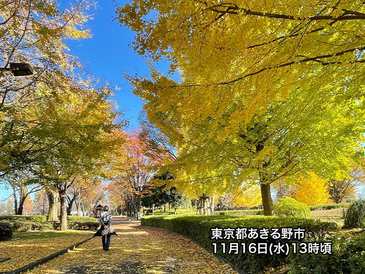 東京のイチョウは色づき進む　青空と黄金色の鮮やかなコントラスト