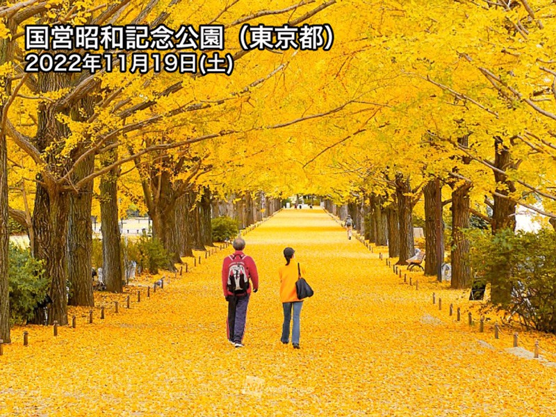 昭和記念公園の絶景銀杏並木が見頃　2年ぶりの夜間ライトアップも　