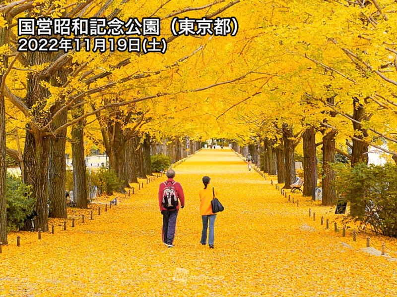 銀杏並木 秋(三島市日大通り)県道21号線 写真素材 [ 4102770