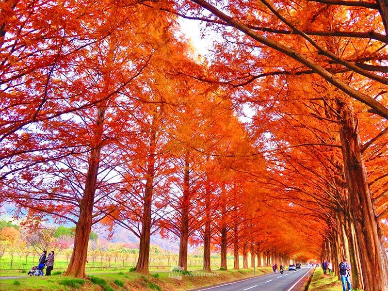 紅葉　週末のおすすめ情報　京都・東福寺で見頃　通天橋からの眺めは絶景