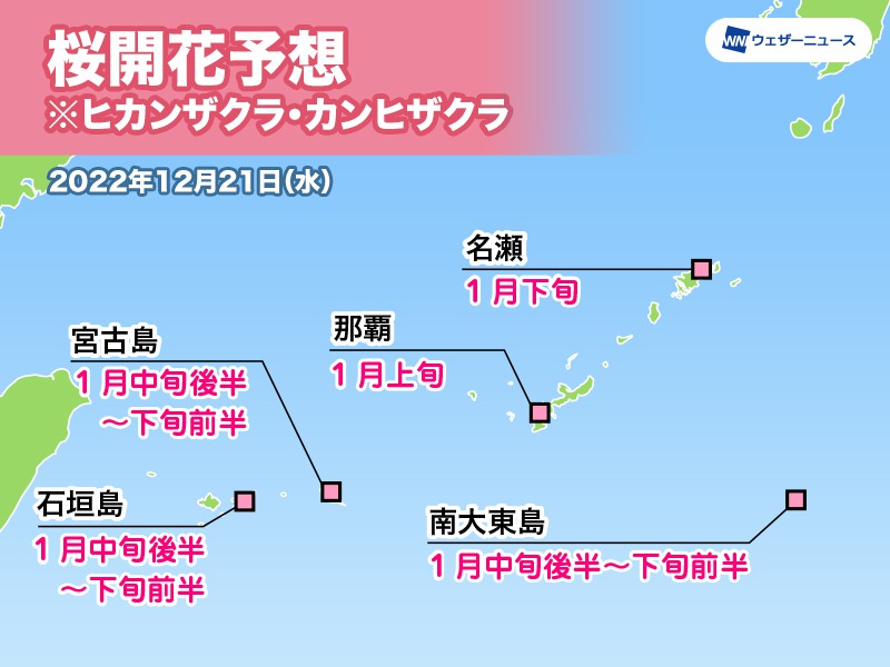 沖縄・奄美地方の桜開花予想　那覇から開花スタート