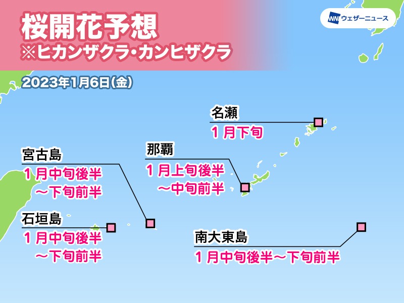 沖縄・奄美地方の桜開花予想　今月は開花ラッシュへ