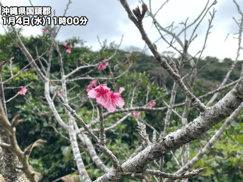沖縄・那覇でヒカンザクラが咲く　桜開花観測は今シーズン全国初