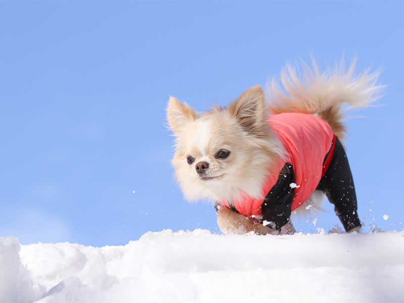 寒さに強い犬種、弱い犬種とは？　この時季の散歩の注意点