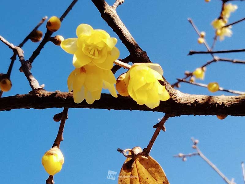 英語で「冬の甘い香り」の名を持つ、雪の中でも咲く黄色い花とは？