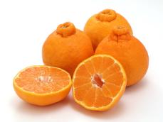ヘタの膨らみや形と味との関係は!? 美味しい「不知火/デコポン®︎」の