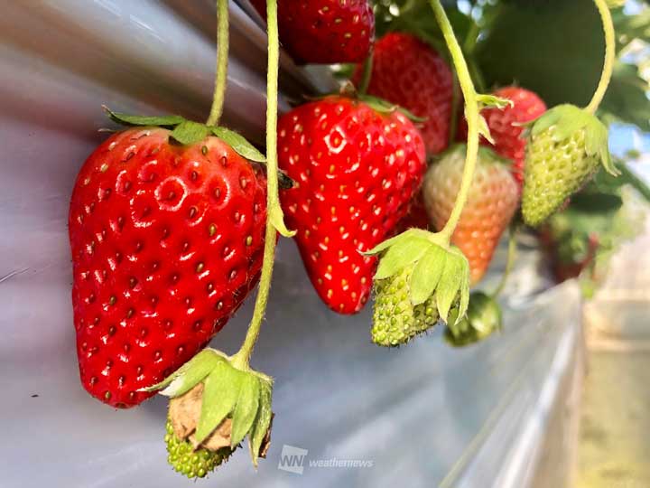 イチゴは野菜？ それとも果物？　メロンやスイカやバナナは？