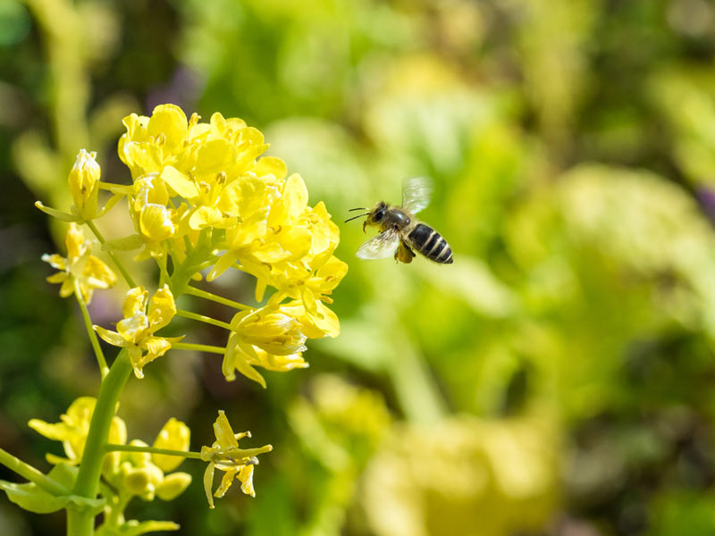 スズメバチに対するニホンミツバチの「命がけの戦術」