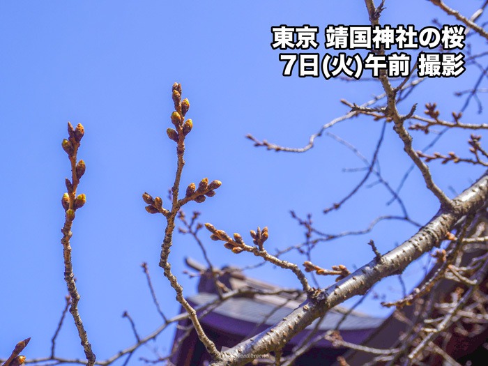今週は季節外れの暖かさ続く　東京の桜開花は早まる可能性