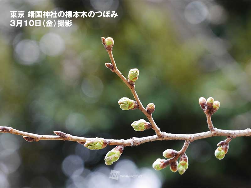 積算気温が順調な伸び　東京の桜開花「600℃の法則」の到達が迫る