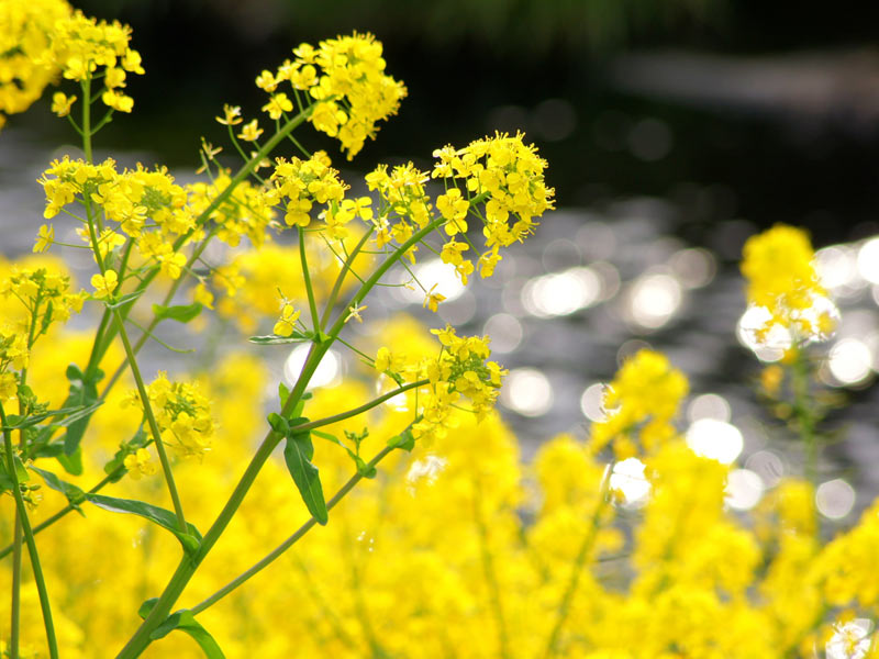 じつはキャベツやブロッコリーも「菜の花」　菜の花の驚きの“正体”