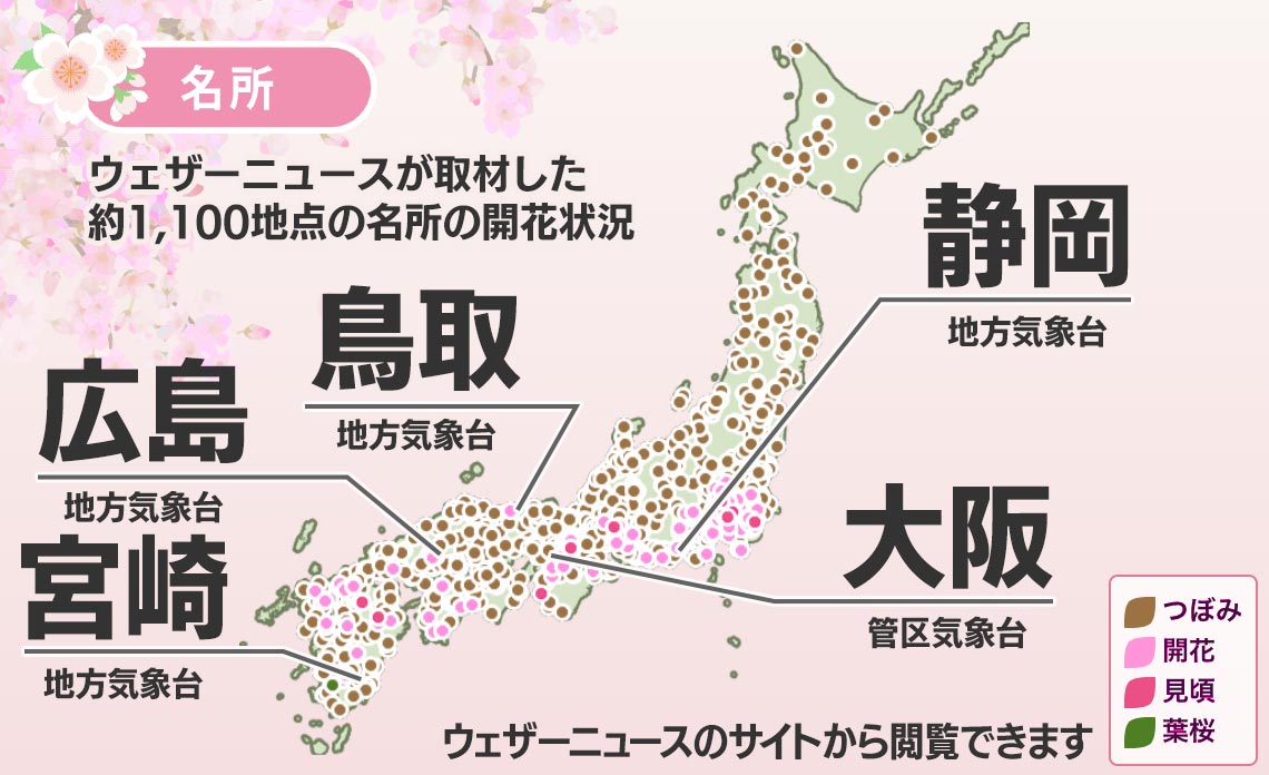 今日の桜前線 3月19日(日)　大阪・広島・静岡などソメイヨシノ開花発表