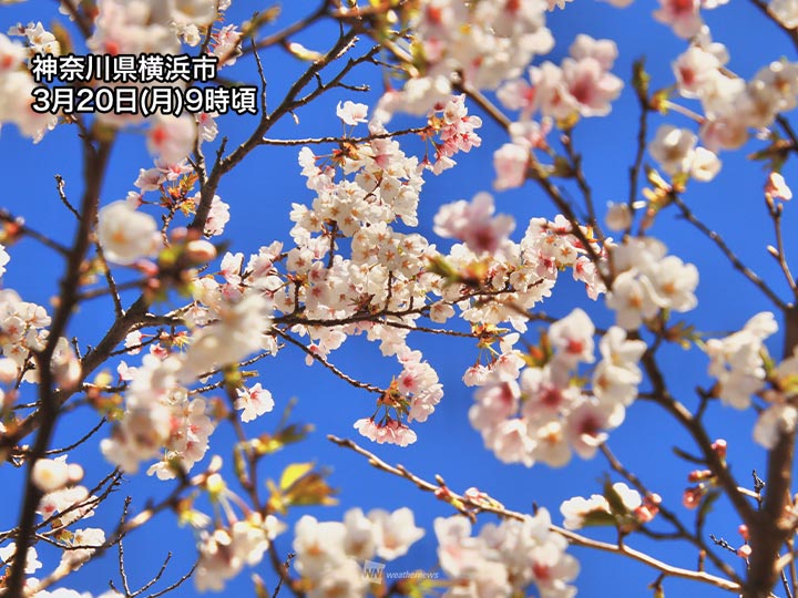 貴重な青空と桜のコラボ　明日からは晴れる日少ない