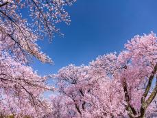 花の裏側に違いあり!?　ソメイヨシノ（染井吉野）の見分け方