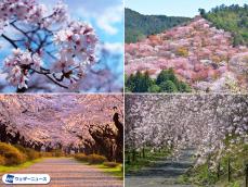 もっとも多い場所は3万本！ 全国の本数の多い桜の名所ランキング