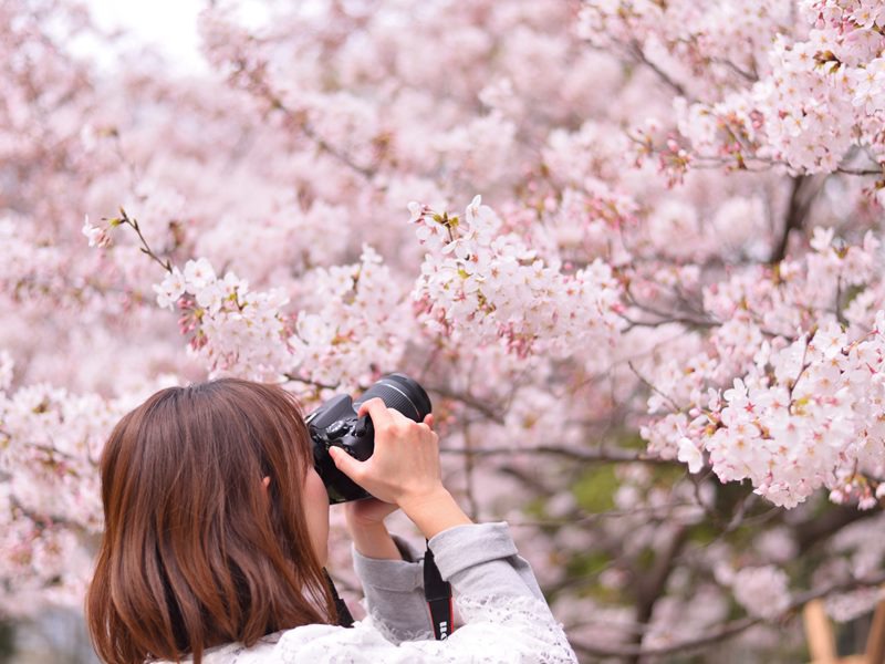 桜×カメラ　天気別にきれいな写真の撮り方を紹介