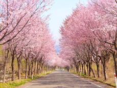 世界一の桜並木」などドライブで楽しめる桜並木｜Infoseekニュース