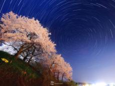 3月27日は「さくらの日」　この機に触れたい、美しい“桜の言葉”
