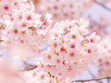 桜（ソメイヨシノ）の見頃と散り始めのサイン