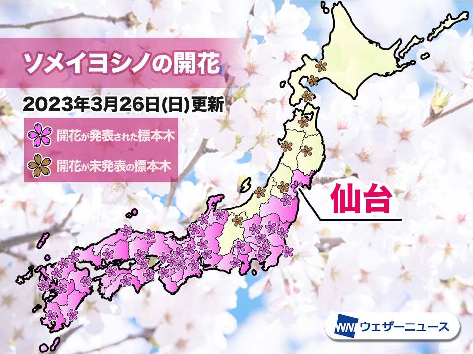 仙台で桜開花　平年より13日早く、最早記録を更新