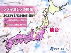 仙台で桜開花　平年より13日早く、最早記録を更新
