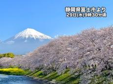 久しぶりにクッキリ富士山の全景　華が彩る春の景色
