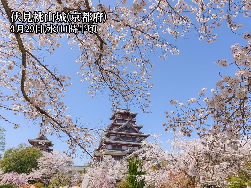 春爛漫　古都を彩る満開の桜