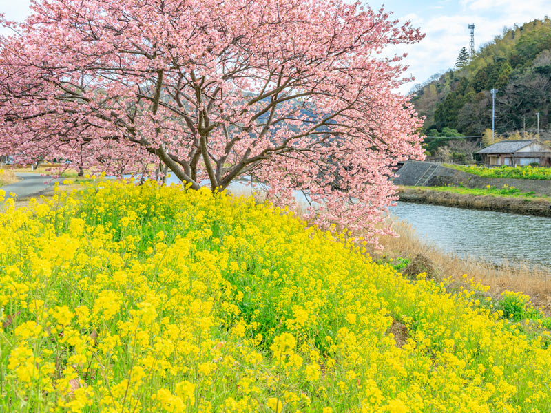 なぜ河川沿いの土手に多い？　菜の花にまつわる意外な話