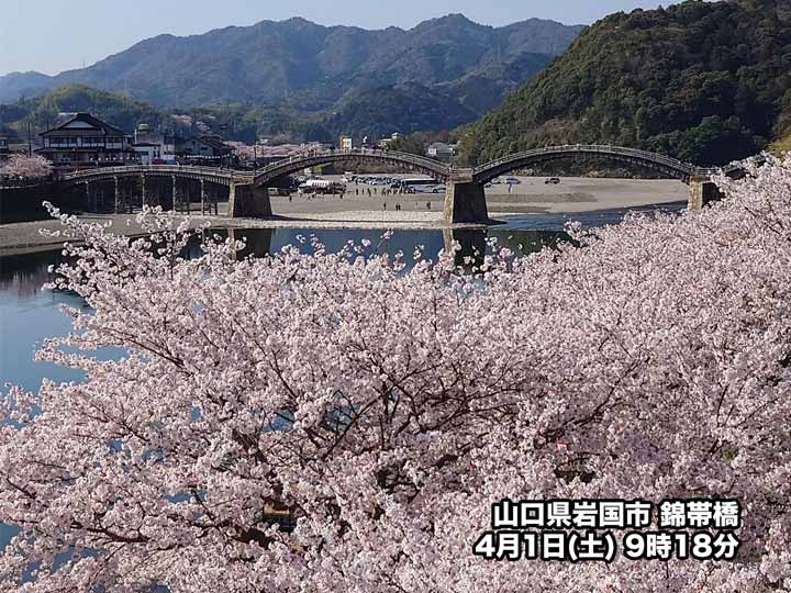 東北南部から九州はお花見日和　関東などは桜吹雪シーズンに
