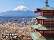 春の碧空に映える富士山　周辺では桜が見頃の所も
