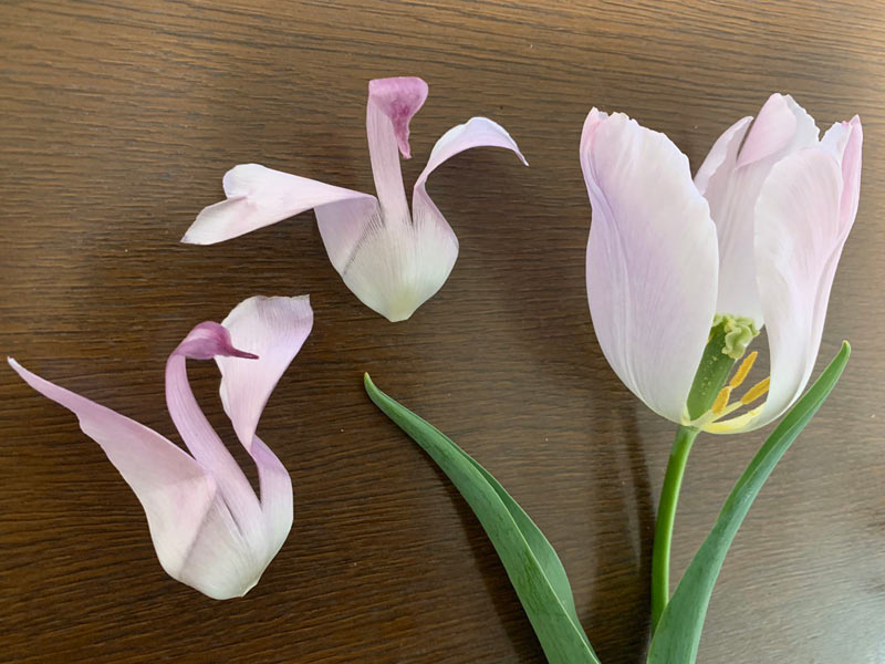 たった1分で超簡単！ 落ちたチューリップの花で作る白鳥