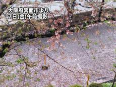 大阪や名古屋でも本降りの雨に　帰宅時は散った桜で足元注意